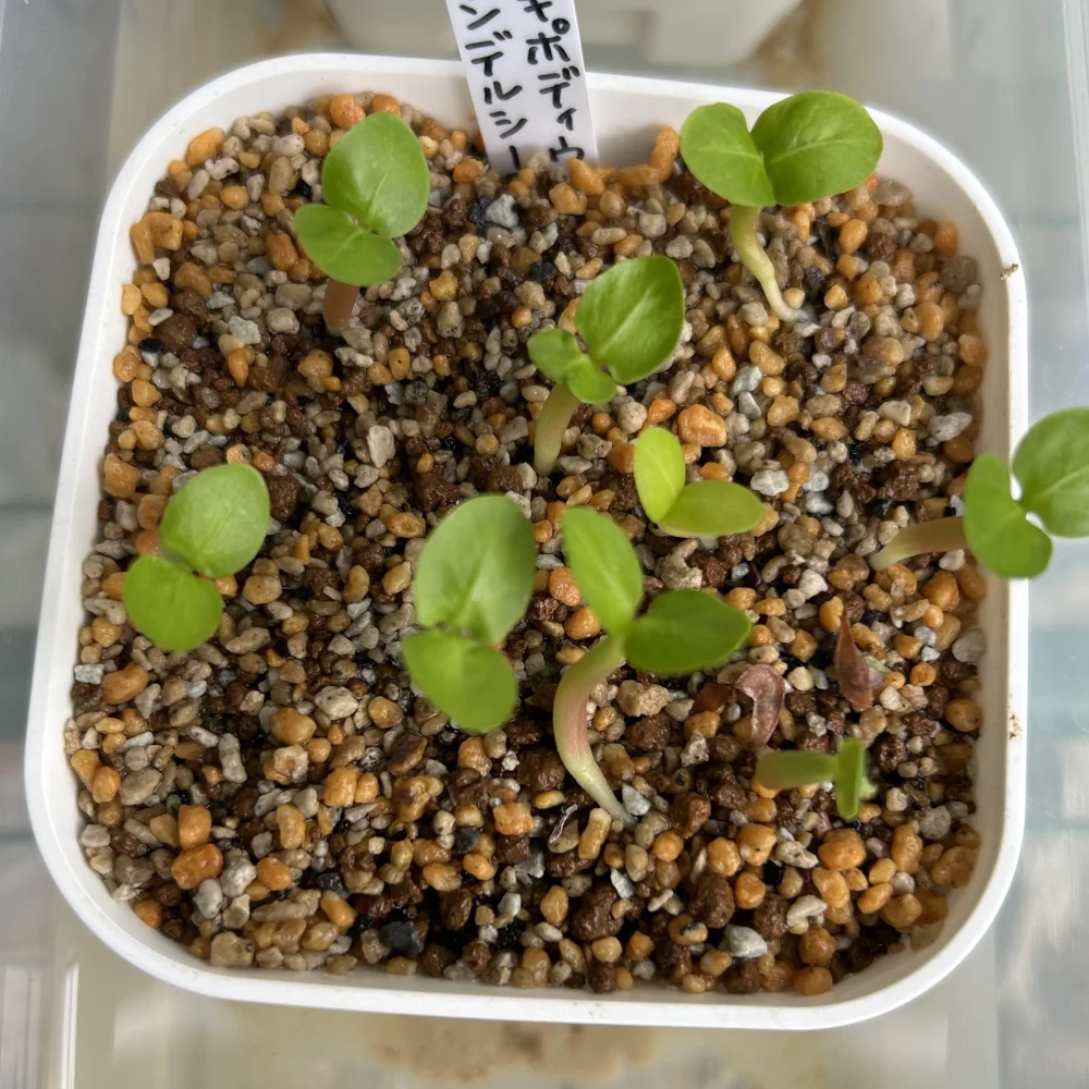 種子] パキポディウム サンデルシー Pachypodium saundersii 白馬城