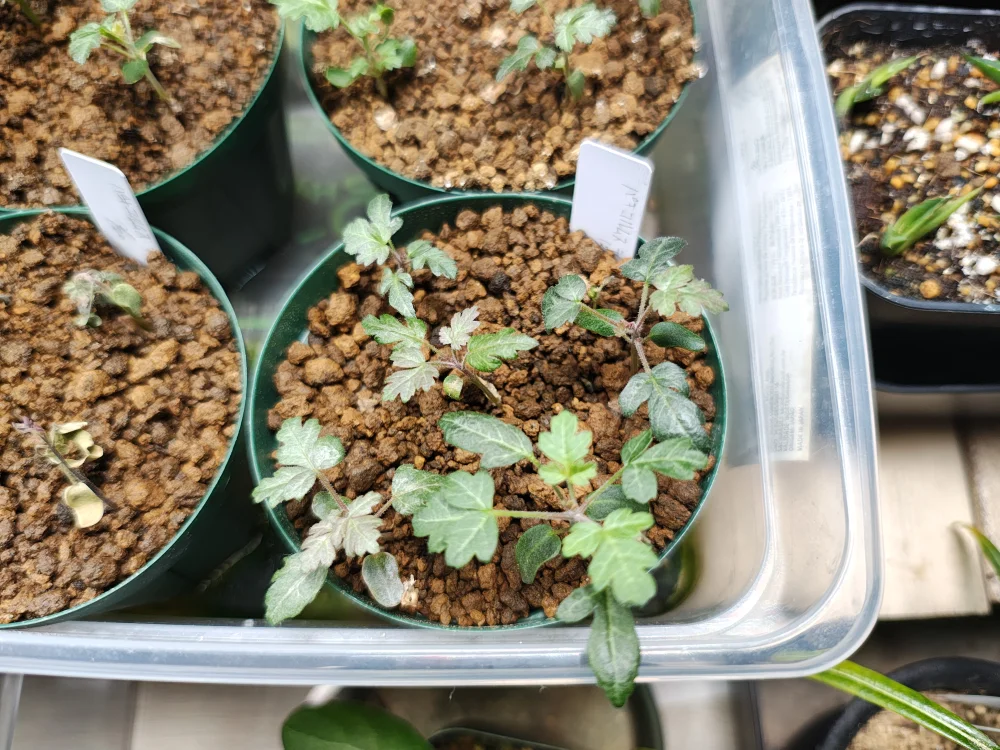 Pachycormus discolor (パキコルムス ディスカラー)