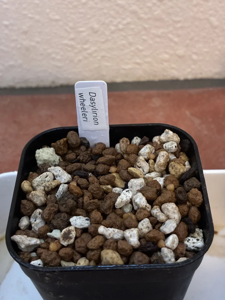 Dasylirion wheeleri (ダシリリオン ウィーレリ)