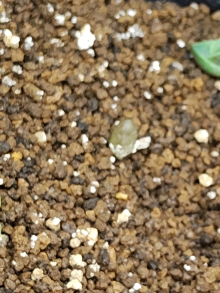 Aloe erinacea var. erinacea (アロエ エリナケア)