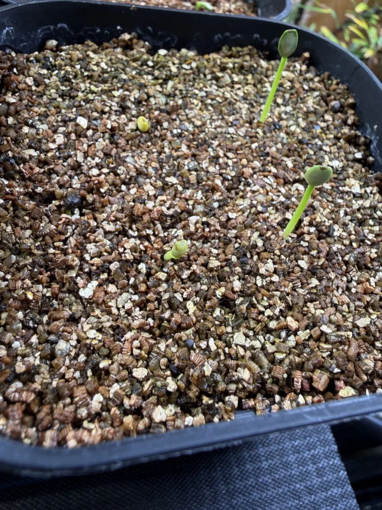 Euphorbia longetuberculosa (ユーフォルビア ロンギツベルクローサ)