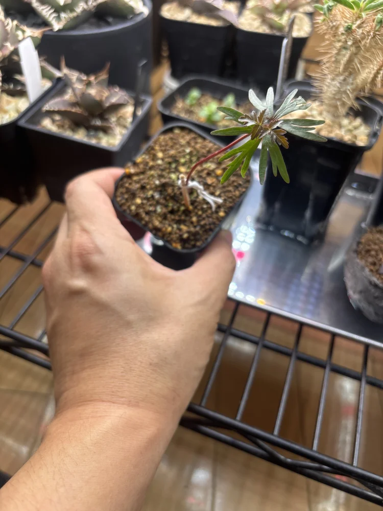 Bursera fagaroides (ブルセラ ファガロイデス)