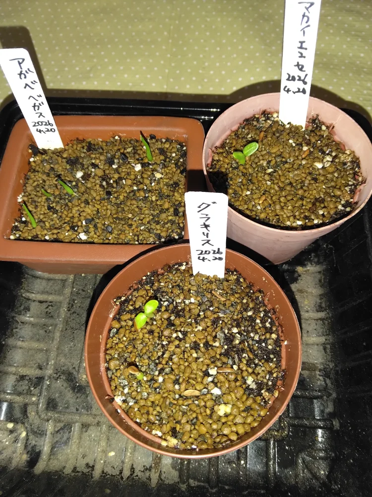 Pachypodium rosulatum var. gracilius Lot. (パキポディウム グラキリス)