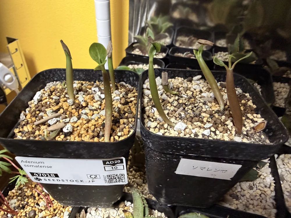 Adenium somalens (アデニウム ソマレンセ)