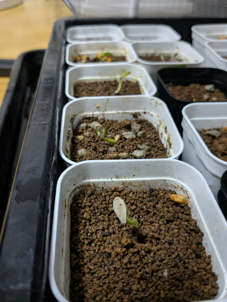 パキポディウム ルテンベルギアナム Pachypodium rutenbergianum var. rutenbergianum