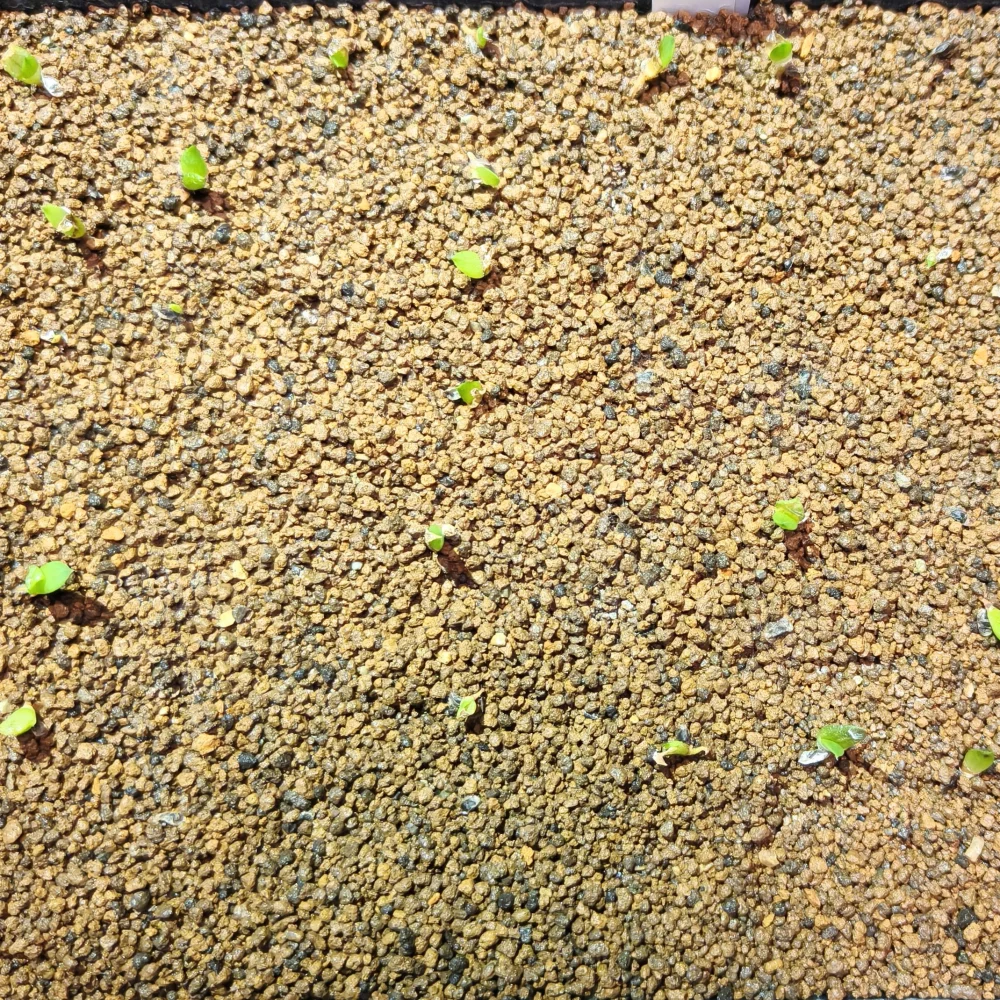 Aloe broomii (アロエ ブルーミー)