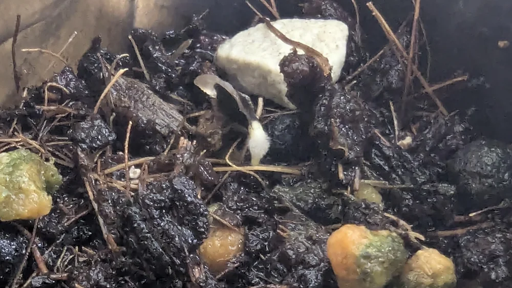 Aloe erinacea var. erinacea (アロエ エリナケア)