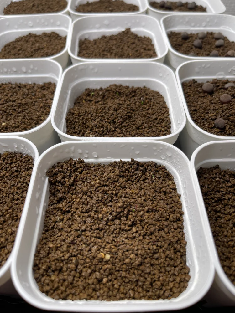 Puya coerulea var. coerulea (プヤ セルーレア)