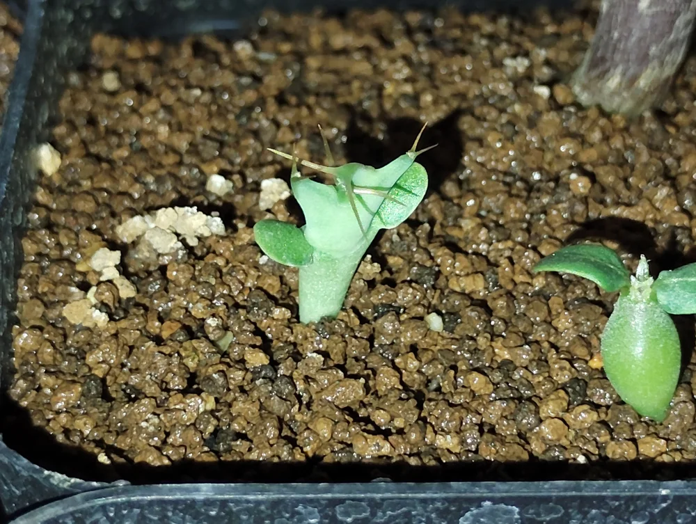 Euphorbia graniticola (ユーフォルビア グラニティコラ)