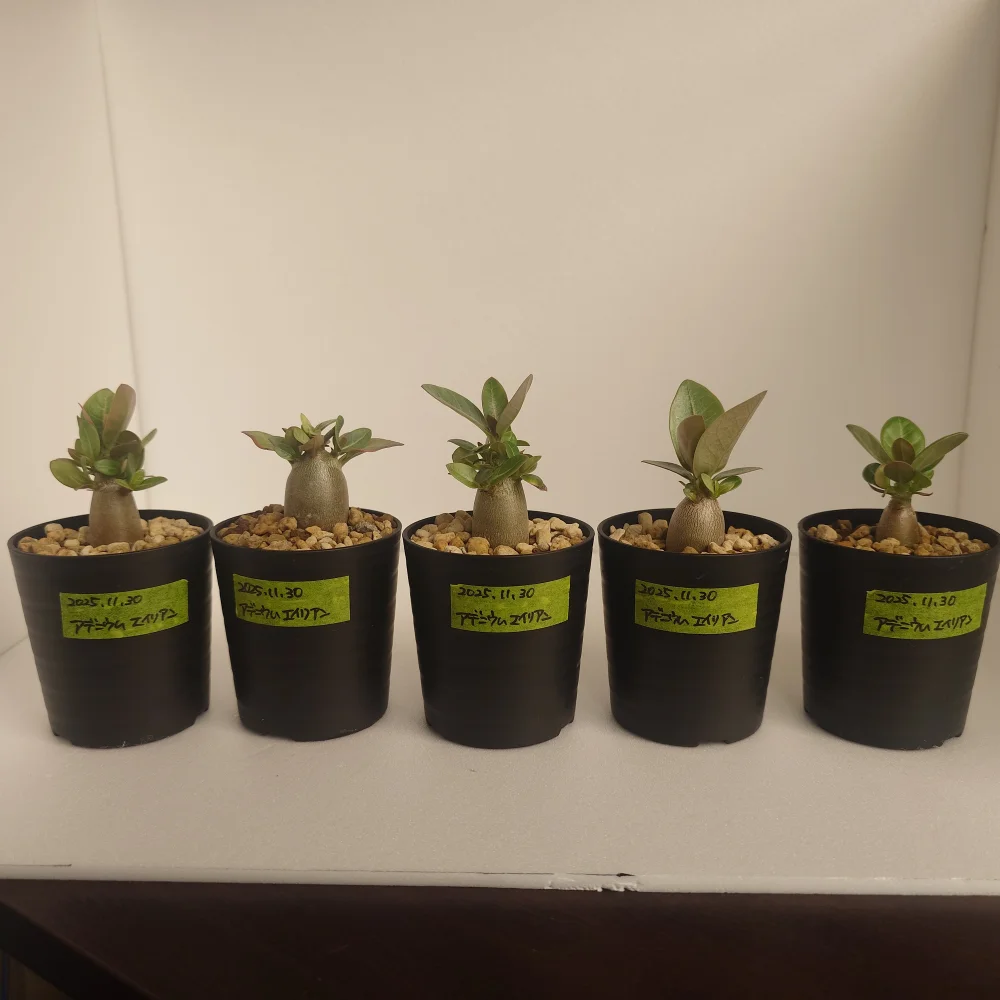 Adenium arabicum Alien (アデニウム エイリアン)