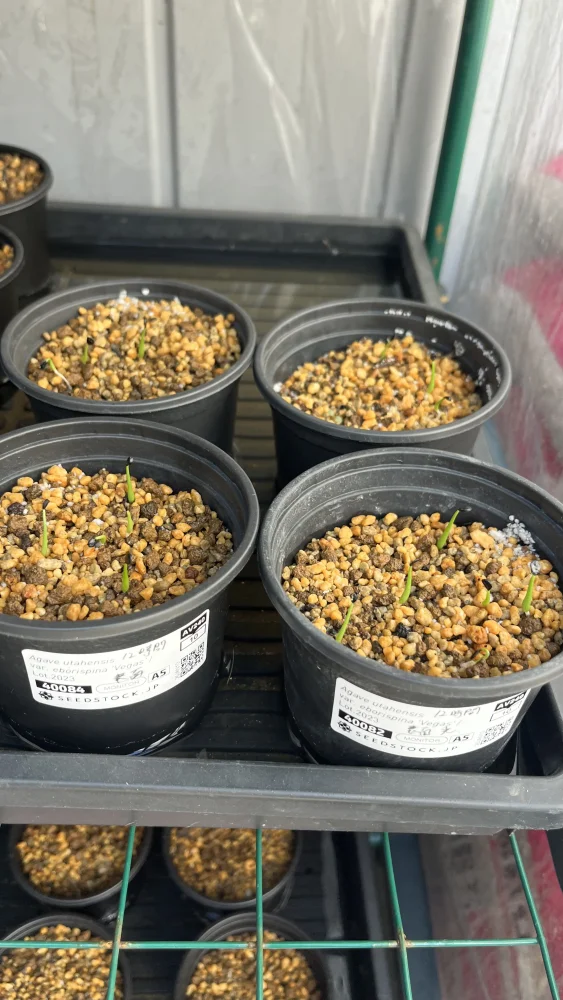 Agave utabensis eborispina Vegas L0t.2023