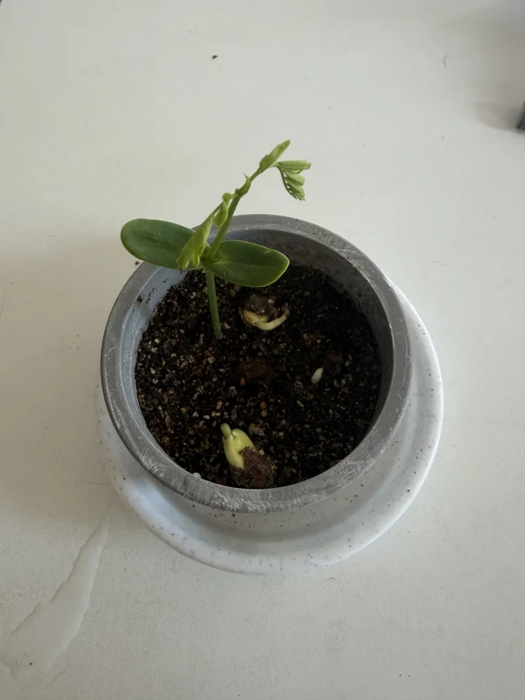 Delonix pumila (デロニクス プミラ)
