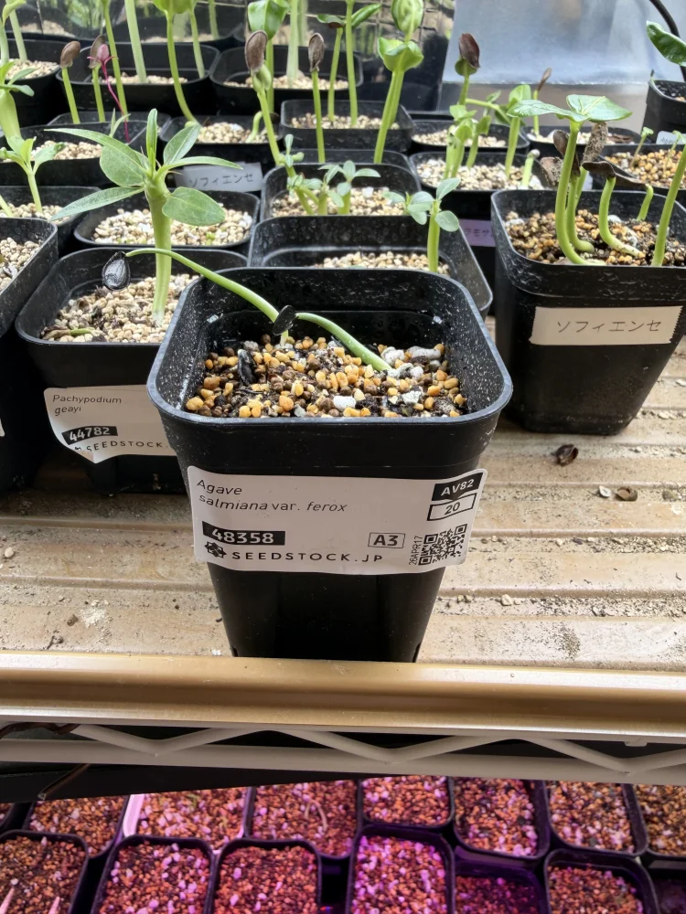 Agave salmiana var. ferox (アガベ フェロックス)