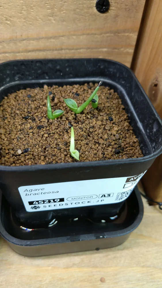 Agave bracteosa (アガベ ブラクテオーサ)