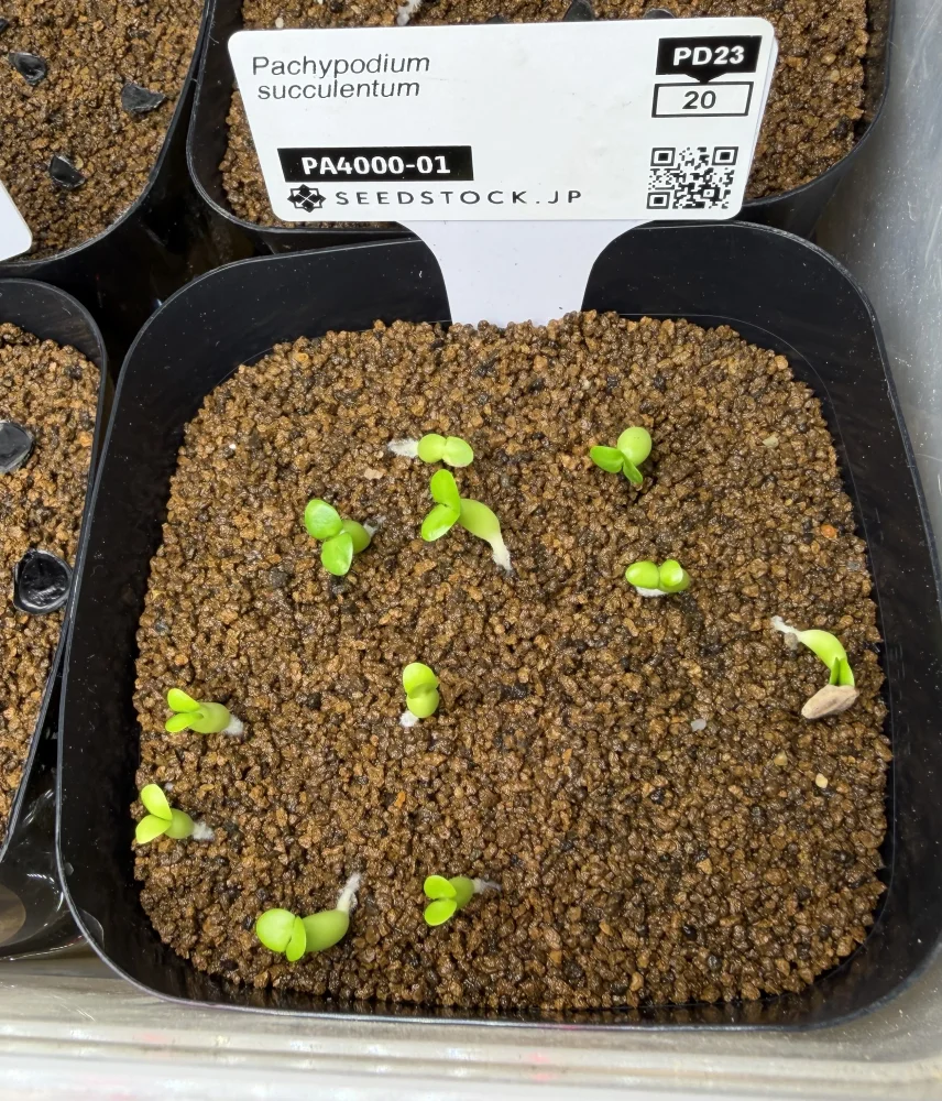 パキポディウム サキュレンタム Pachypodium succulentum 天馬空