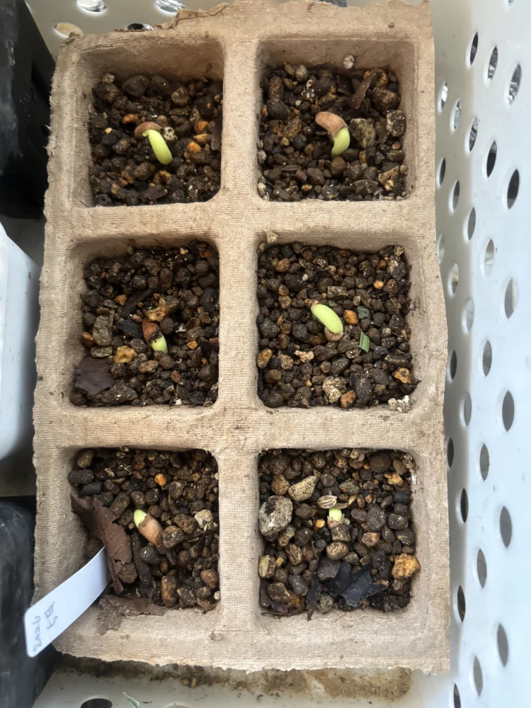 Adenium arabicum King Kong (アデニウム アラビカム キングコング)
