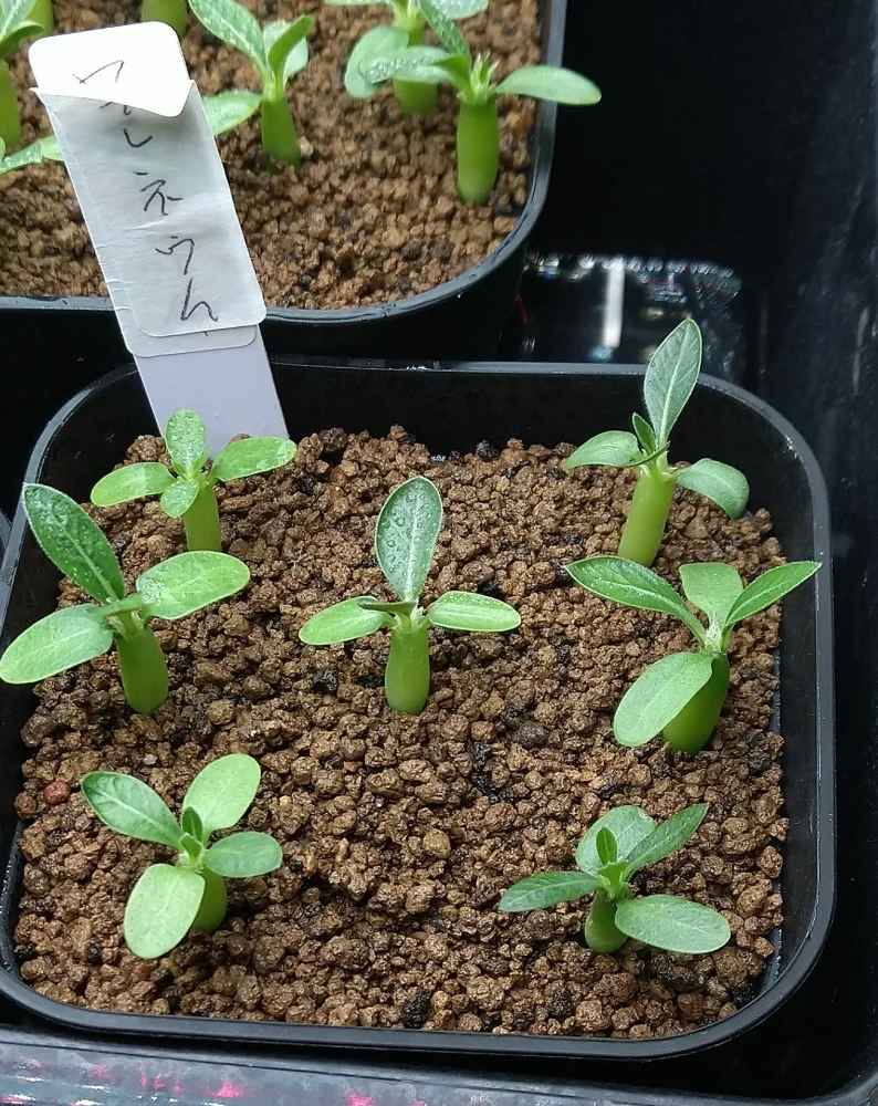 Pachypodium rosulatum var. eburneum (パキポディウム エブレネウム)