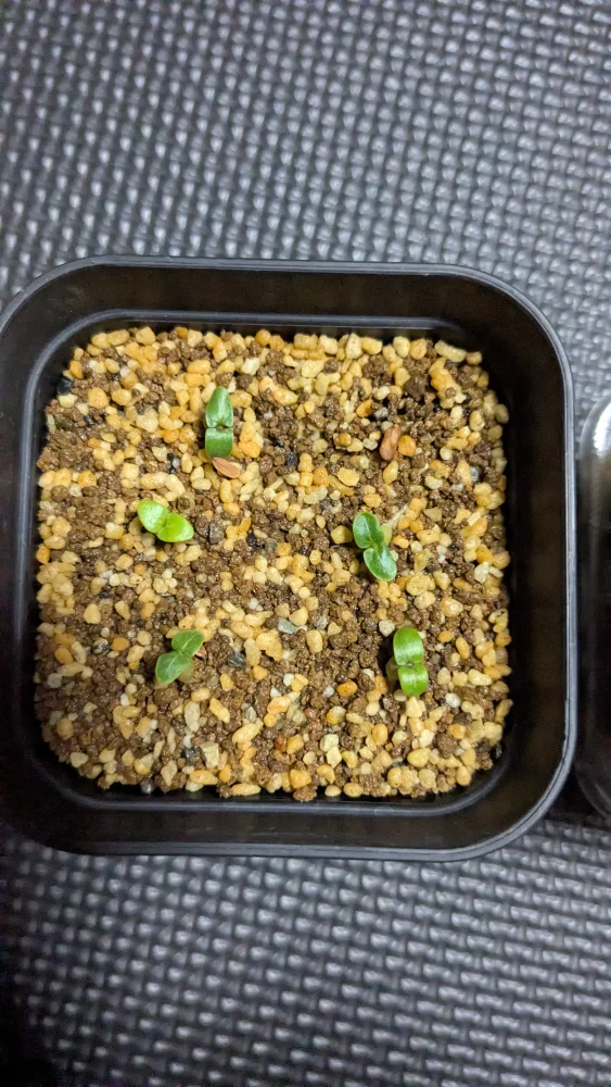 Pachypodium rosulatum var. inopinatum ([プレゼント種子 3月22日まで] パキポディウム イノピナツム)