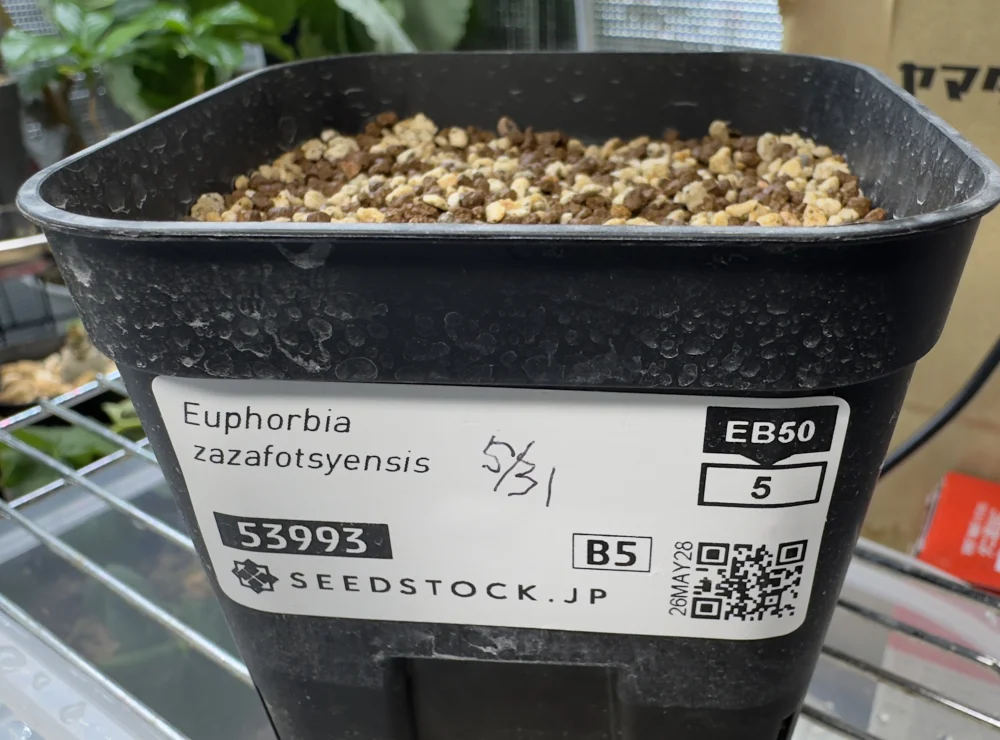 Euphorbia zazafotsyensis (ユーフォルビア ザザフォツィエンシス)
