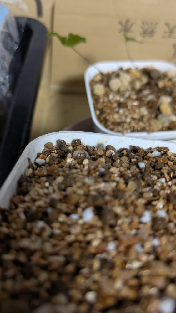 Dioscorea elephantipes (ディオスコレア エレファンティペス)