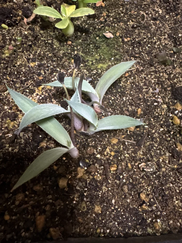 Agave lyobaa (アガベ リオバー)