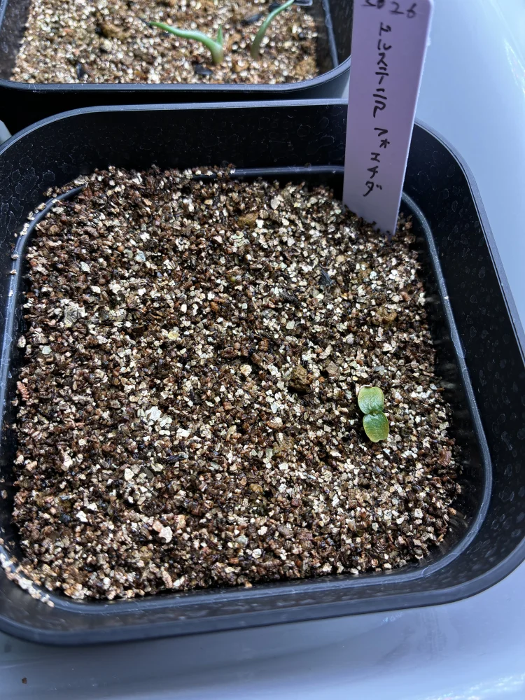 Dorstenia foetida (ドルステニア フォエチダ)