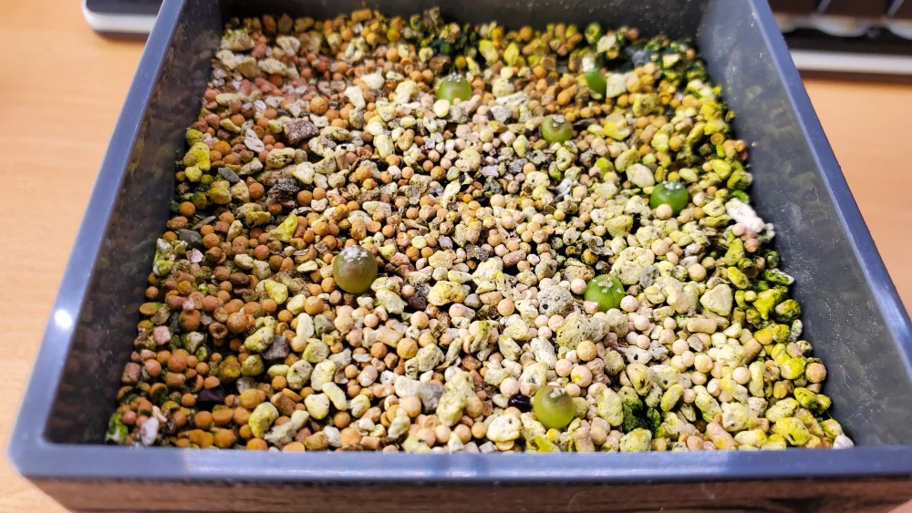 Astrophytum asterias cv. Super kabuto (アストロフィツム スーパー兜)