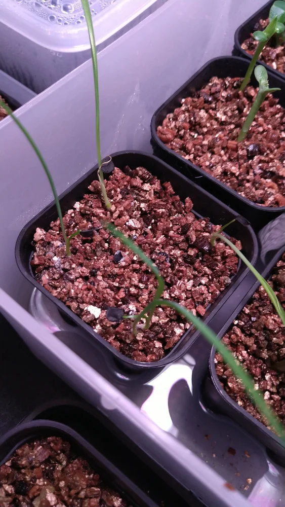 Yucca rostrata (ユッカ ロストラータ)