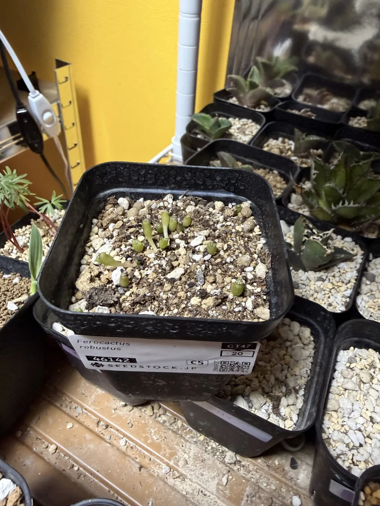 Ferocactus robustus (フェロカクタス ロブスタス)