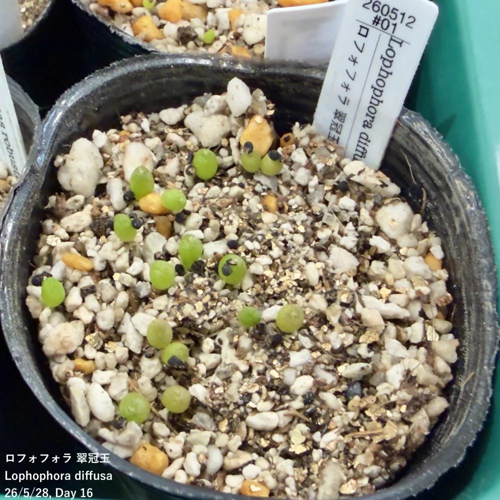 Lophophora diffusa (ロフォフォラ 翠冠玉)