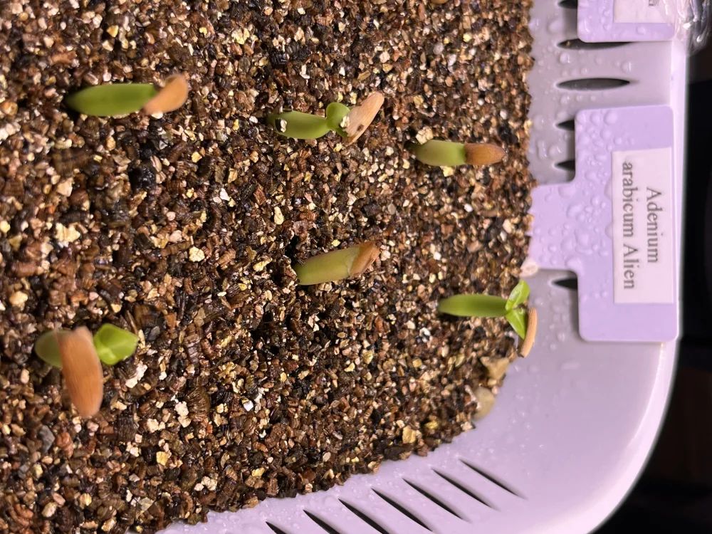Adenium arabicum Alien (アデニウム エイリアン)