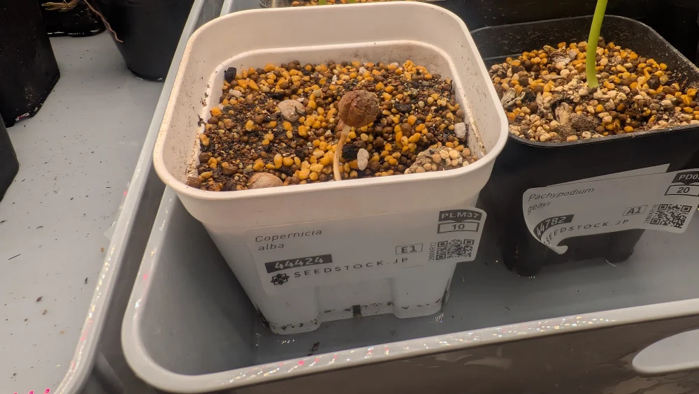 Copernicia alba (コペルニキア アルバ)