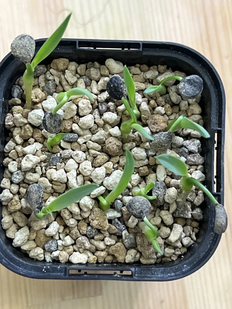 Yucca carnerosana (ユッカ カルネロサーナ)