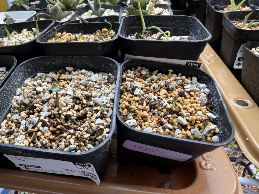 Pachypodium windsorii (パキポディウム ウィンゾリー)