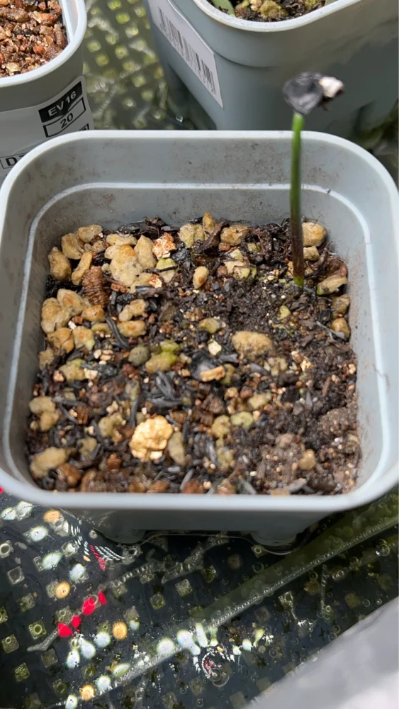 Agave ([プレゼント種子])