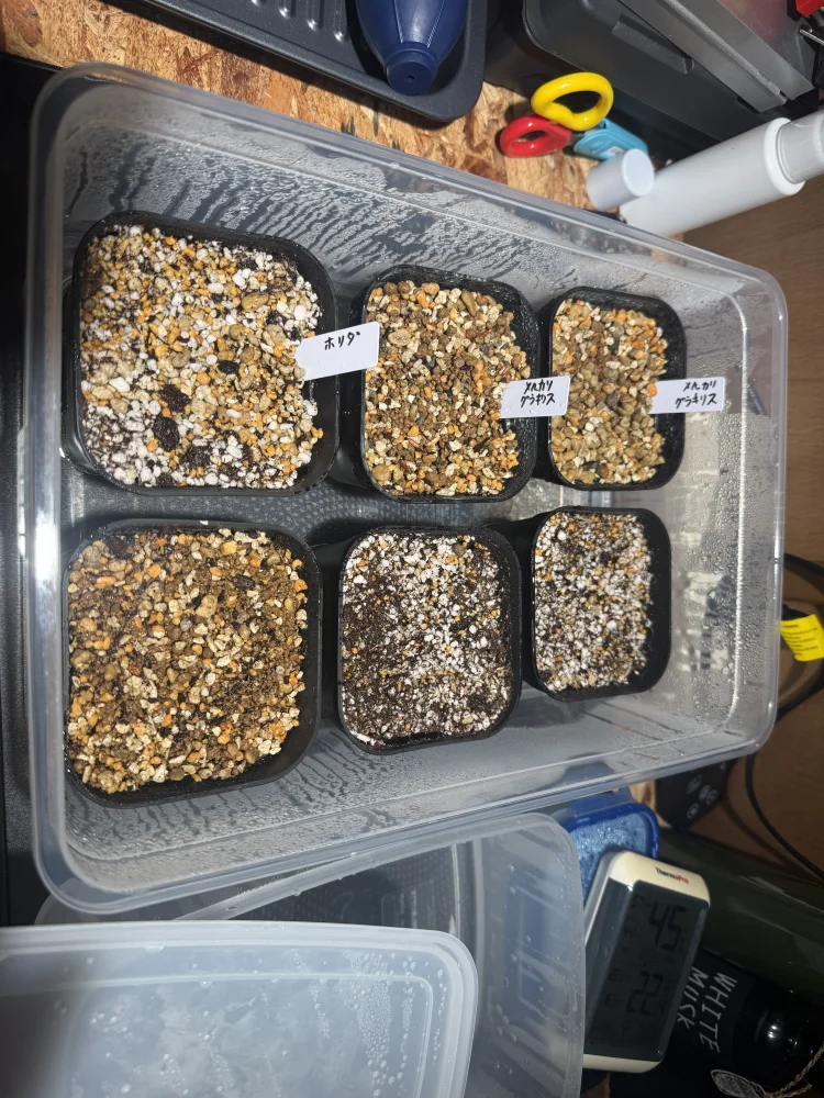 Agave titanota Blue (アガベ チタノタブルー)