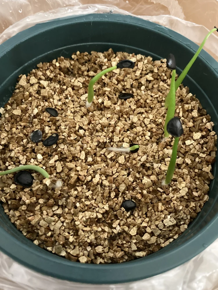 Agave moranii (アガベ モラニー)