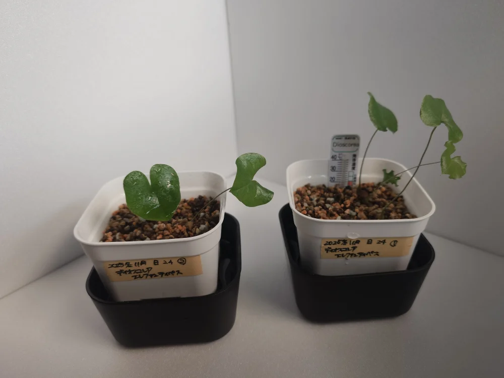 種子] ディオスコレア エレファンティペス Dioscorea elephantipes