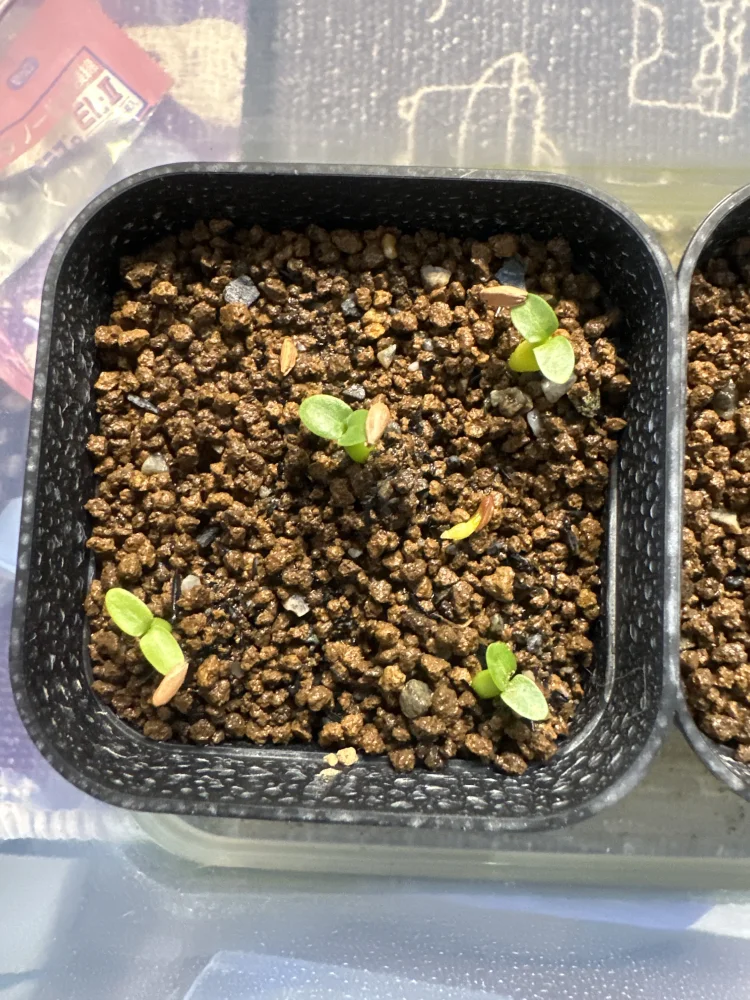 Pachypodium rosulatum var. inopinatum (パキポディウム イノピナツム)