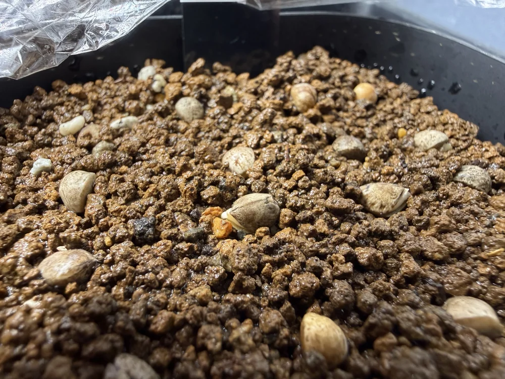 Bursera fagaroides (ブルセラ ファガロイデス)