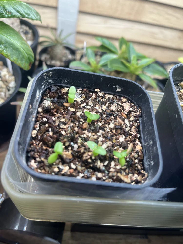 Pachypodium enigmaticum (パキポディウム エニグマチカム)