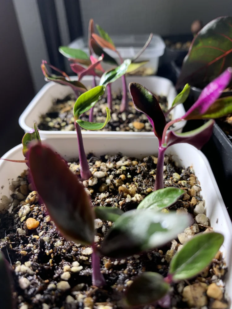 Petopentia natalensis (ペトペンチア ナタレンシス)