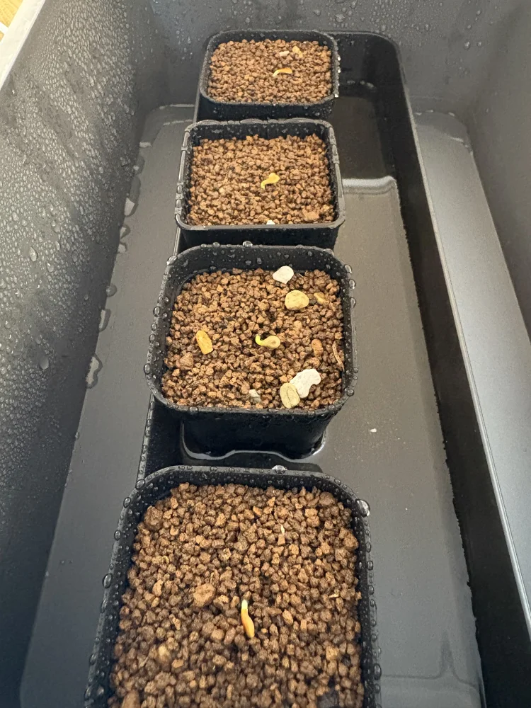 Pachypodium windsorii (パキポディウム ウィンゾリー)