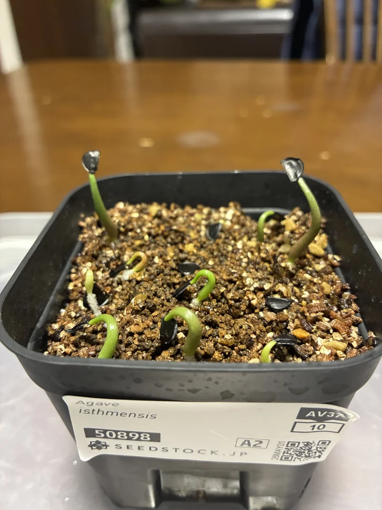 Agave isthmensis (アガベ イシスメンシス)