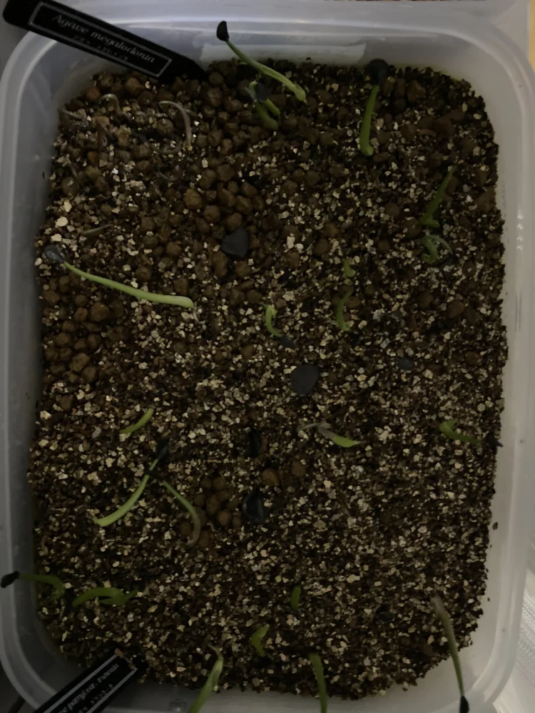 アガベ　パリートランカータ