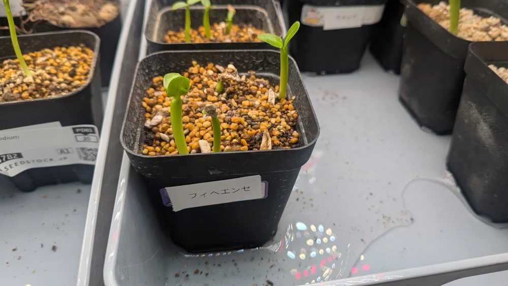 Pachypodium lamerei Fiherense (パキポディウム フィヘレンセ)