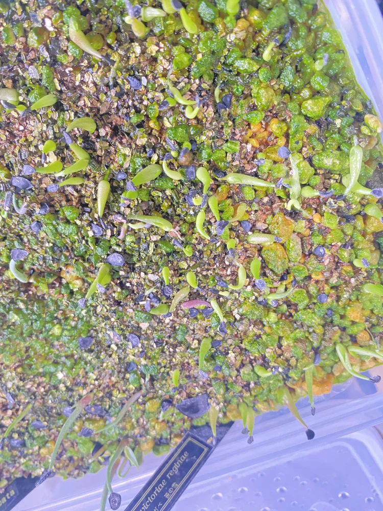 Agave victoriae-reginae ssp. victoriae-reginae (アガベ ビクトリアレジーナエ 笹の雪)