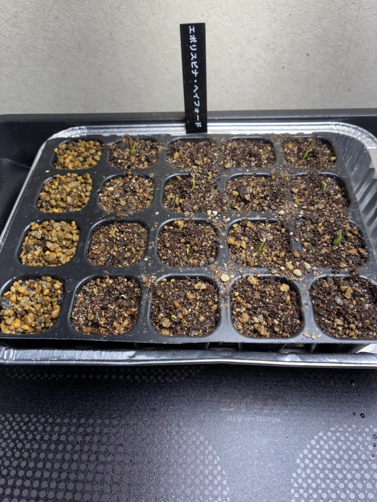 アガベ エボリスピナ ヘイフォード Agave utahensis var. eborispina 'hayford'