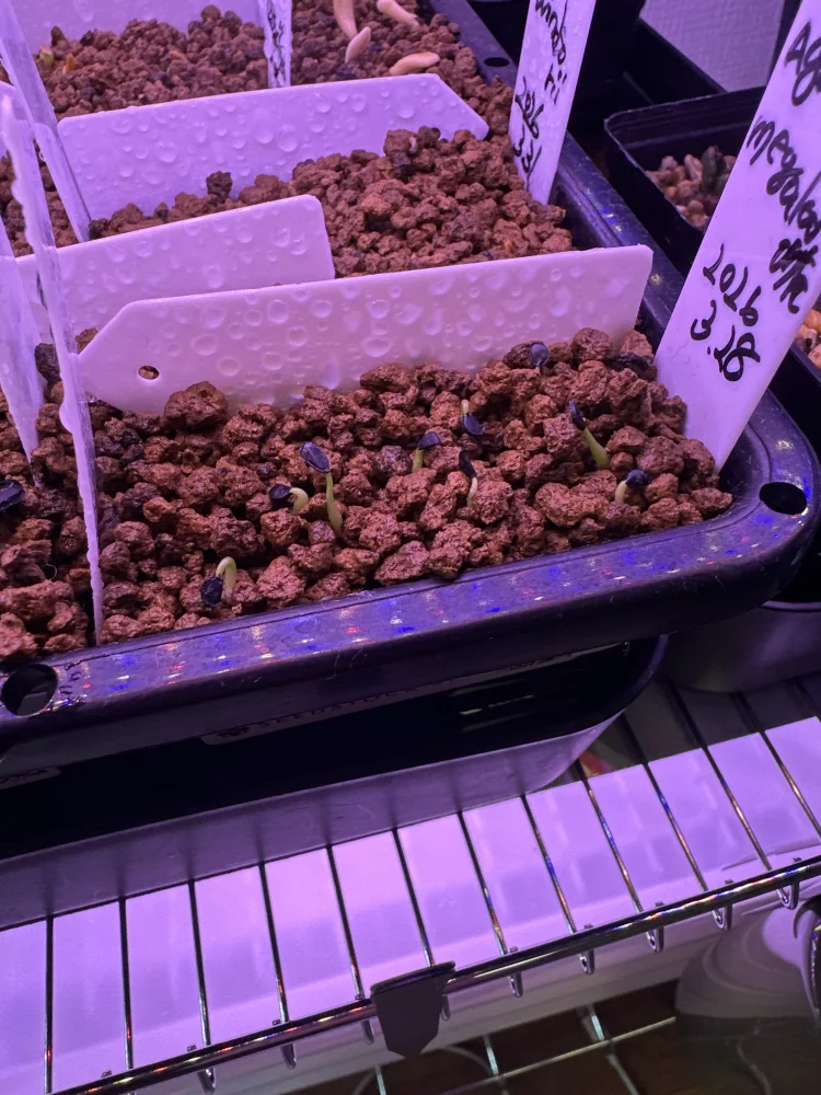 Agave megalodonta (アガベ メガロドンタ)