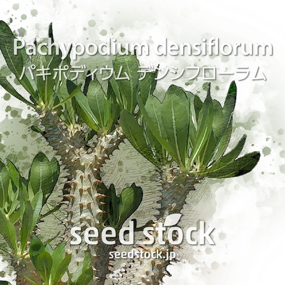 Pachypodium densiflorum var. densiflorum (パキポディウム デンシフローラム)